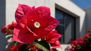 The fast-growing, year-round blooming flower that’s now captivating architects around the world