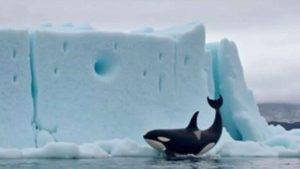 Researchers report a disturbing encounter with orcas near collapsing ice formations, triggering emergency action as scientists warn of severe ecological consequences